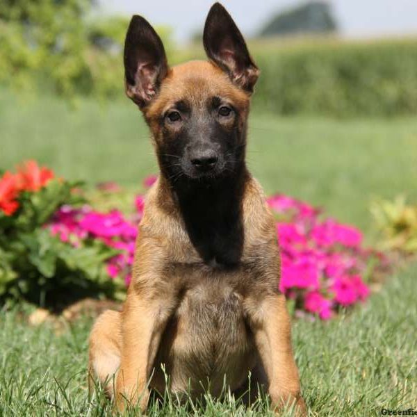 Belgian Malinois