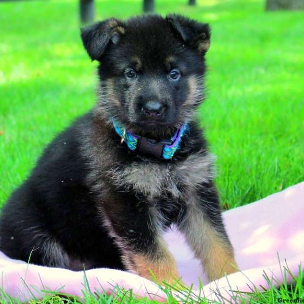 Bella Brooke, German Shepherd Puppy