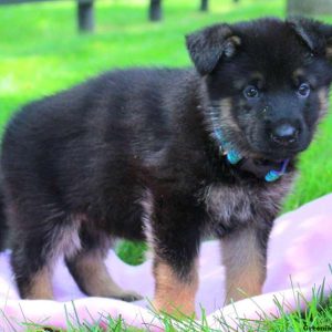 Bella Brooke, German Shepherd Puppy