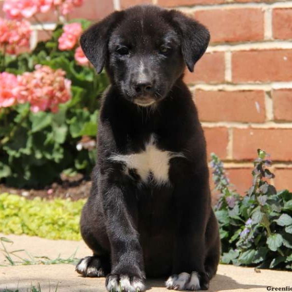 Bella, German Shepherd Mix Puppy