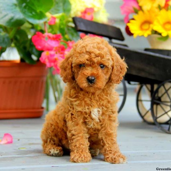 Bella, Miniature Poodle Puppy