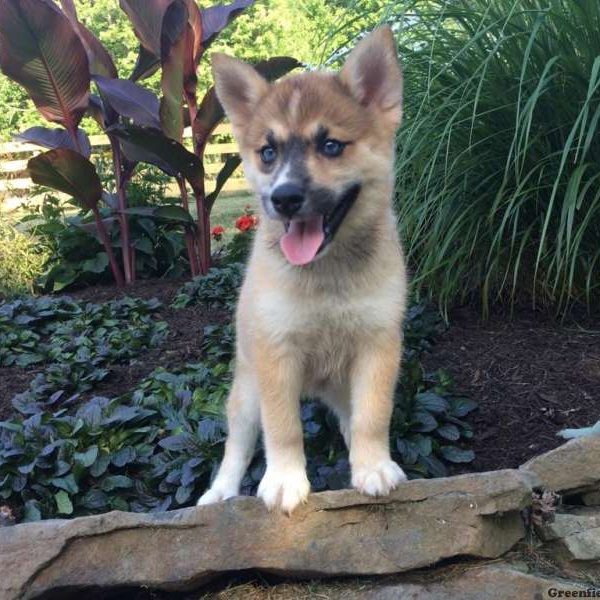 Bella, Pomsky Puppy