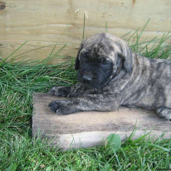 Bella, English Mastiff Puppy