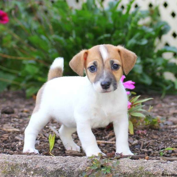 Bella, Jack Russell Terrier Puppy