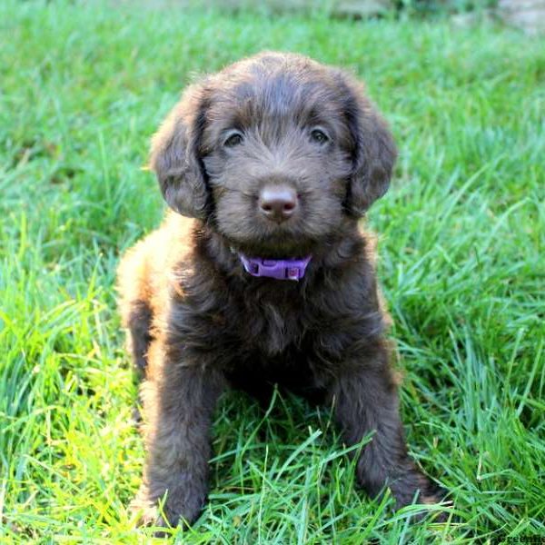 Bella, Labradoodle-Miniature Puppy