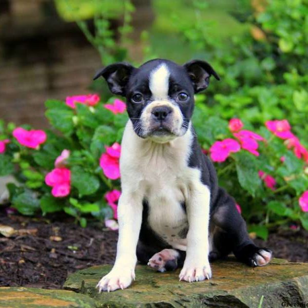 Bella, Boston Terrier Puppy