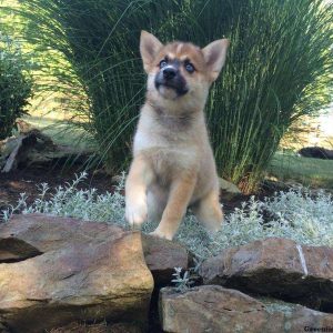 Bella, Pomsky Puppy