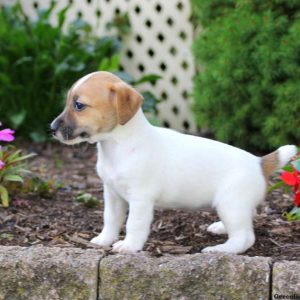 Bella, Jack Russell Terrier Puppy