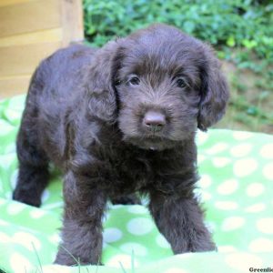 Bella, Labradoodle-Miniature Puppy