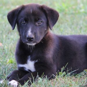 Bella, German Shepherd Mix Puppy