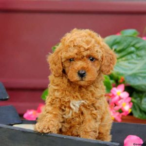 Bella, Miniature Poodle Puppy