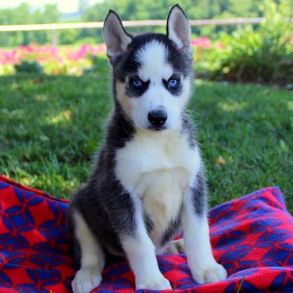 Benji Button, Siberian Husky Puppy