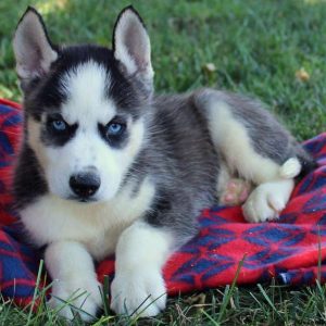 Benji Button, Siberian Husky Puppy