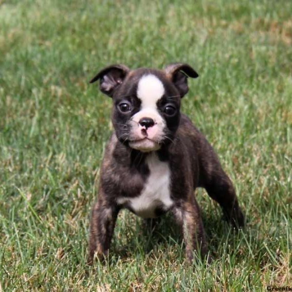 Benji Roy, Boston Terrier Puppy