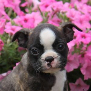 Benji Roy, Boston Terrier Puppy