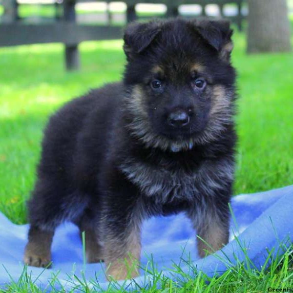 Benji Sky, German Shepherd Puppy