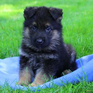 Benji Sky, German Shepherd Puppy