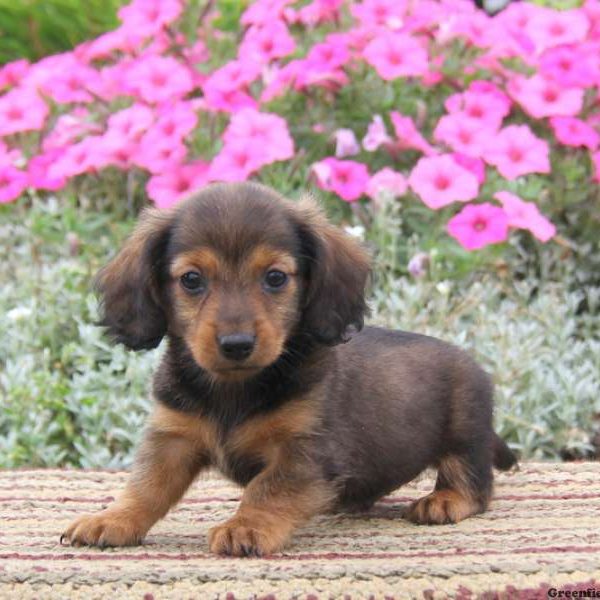 Benji, Dachshund Puppy