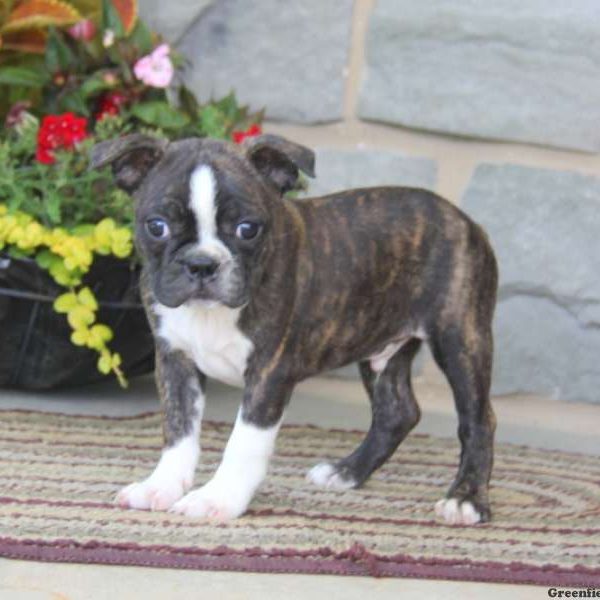 Benji, Boston Terrier Puppy