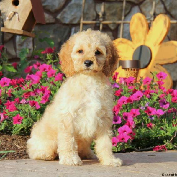 Benji, Cockapoo Puppy