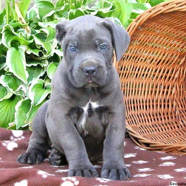 Benji, Cane Corso Puppy