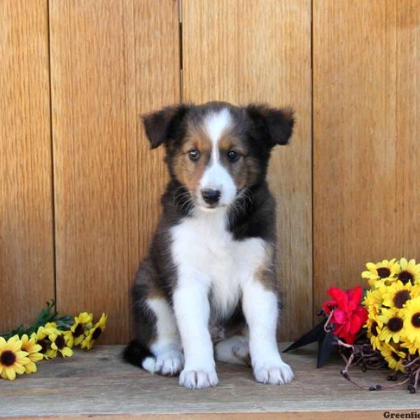 Benji, Shetland Sheepdog Puppy