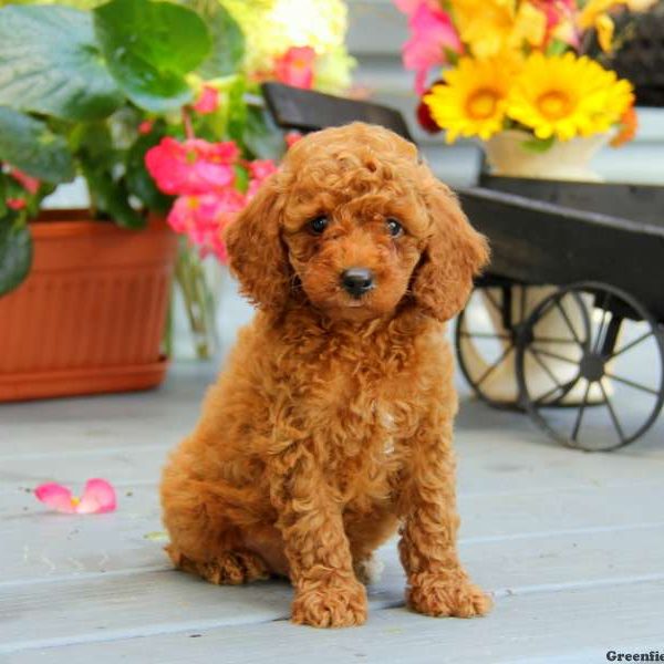 Benji, Miniature Poodle Puppy