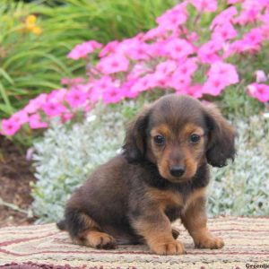 Benji, Dachshund Puppy