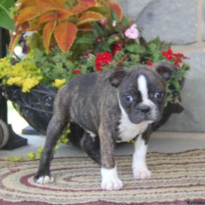 Benji, Boston Terrier Puppy