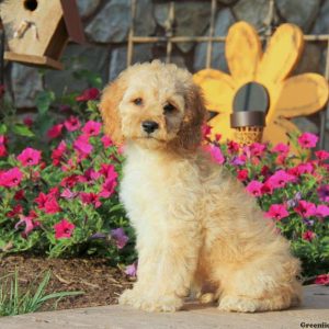 Benji, Cockapoo Puppy