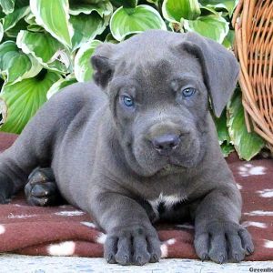 Benji, Cane Corso Puppy