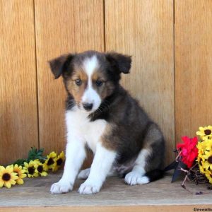 Benji, Shetland Sheepdog Puppy