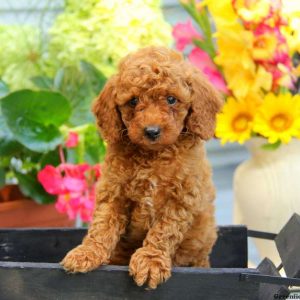 Benji, Miniature Poodle Puppy