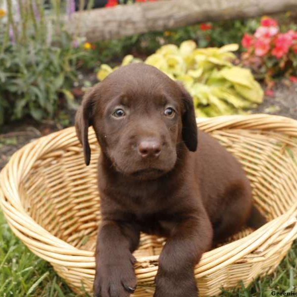 Benjie, Labrador Retriever-Chocolate Puppy