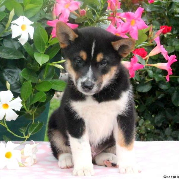 Benny, Shiba Inu Mix Puppy