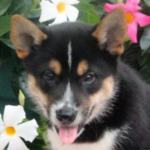 Benny, Shiba Inu Mix Puppy