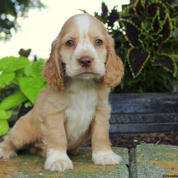 Benson, Cocker Spaniel Puppy