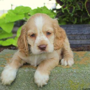 Benson, Cocker Spaniel Puppy