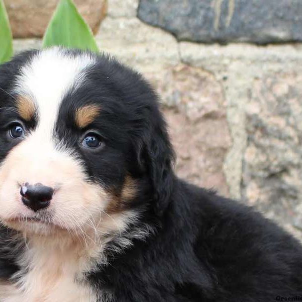 Bentley, Bernese Mountain Dog Puppy