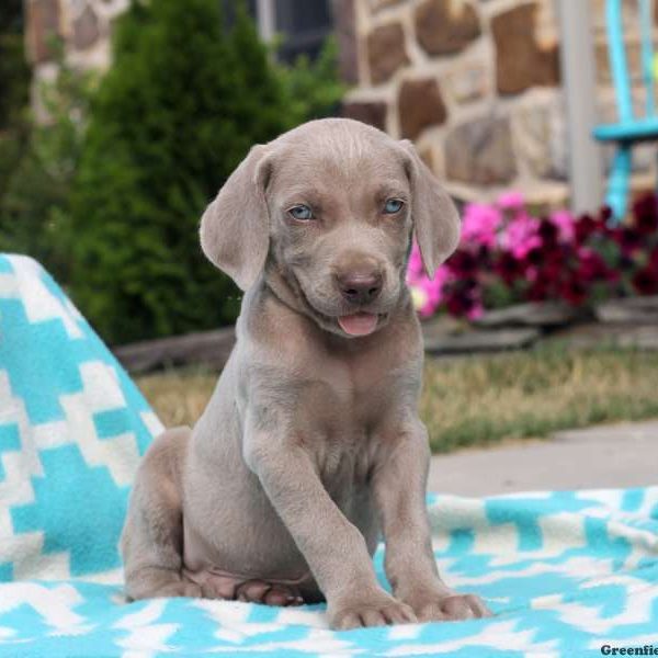 Bentley, Weimaraner Puppy