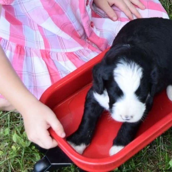 Bentley, Bernedoodle Puppy