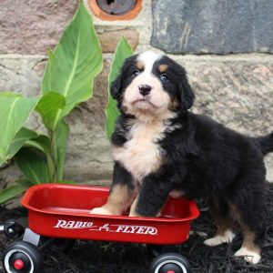 Bentley, Bernese Mountain Dog Puppy