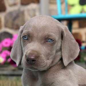 Bentley, Weimaraner Puppy