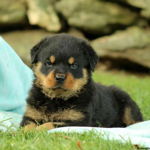 Bernadette, Rottweiler Puppy