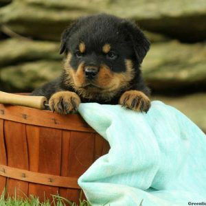 Bernadette, Rottweiler Puppy