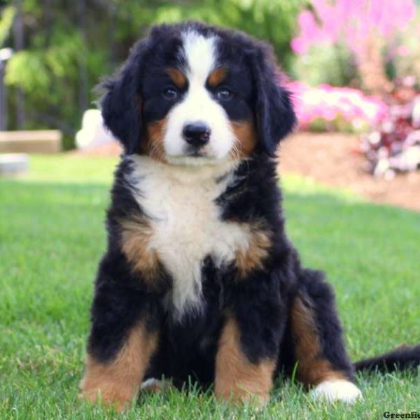 Bernese Mountain Dog