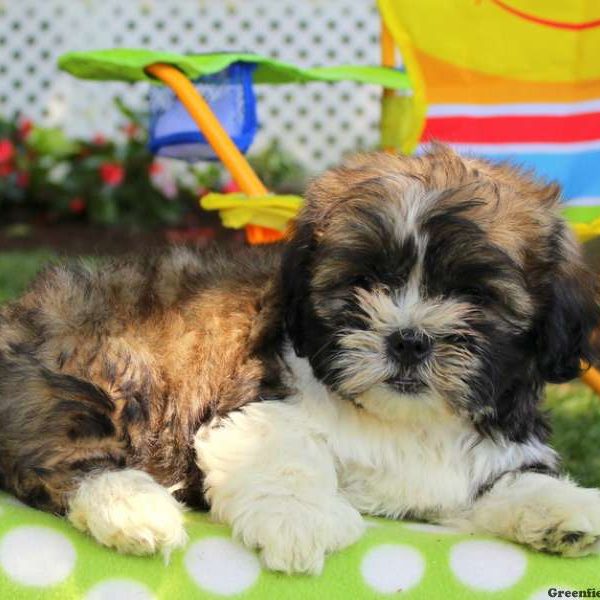 Bernice, Shichon / Teddy Bear Puppy