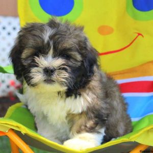 Bernice, Shichon / Teddy Bear Puppy