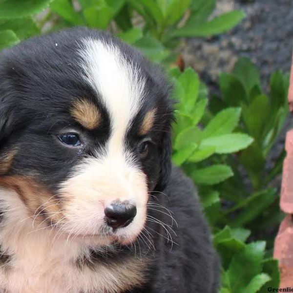 Bernie, Bernese Mountain Dog Puppy