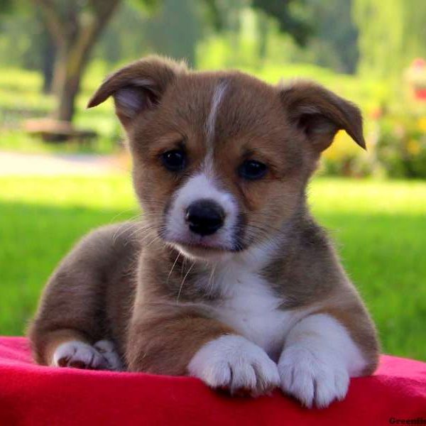 Bernie, Pembroke Welsh Corgi Puppy